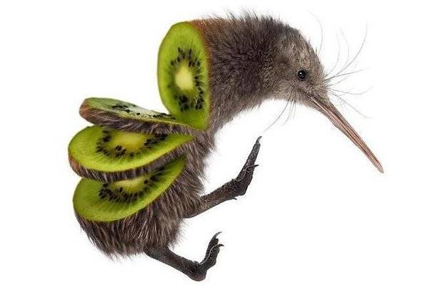 kiwi.jpg